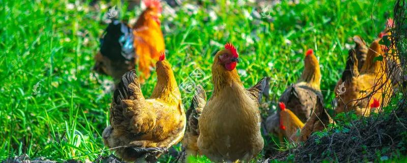 农村散养鸡1000只需投资多少，养鸡成本与利润的计算