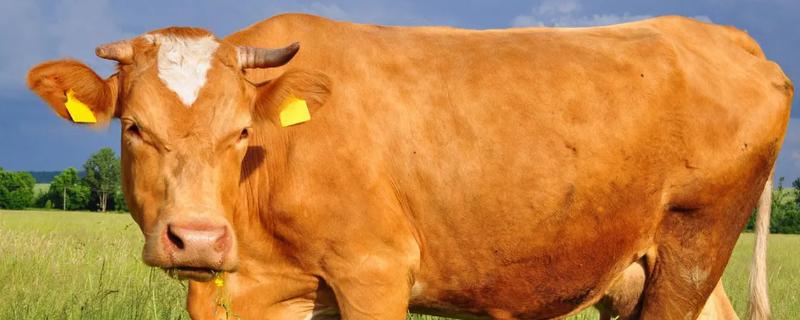 养牛的利润与成本计算，养殖方法起决定作用