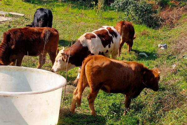 养牛的利润与成本计算，养殖方法起决定作用