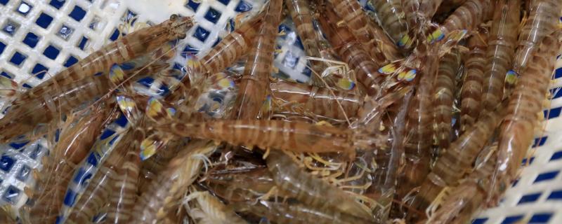 基围虾和普通虾有什么区别，哪个更贵
