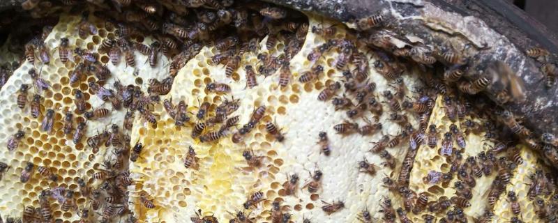 中蜂喂白糖的原理和方法，可激励蜂群造脾