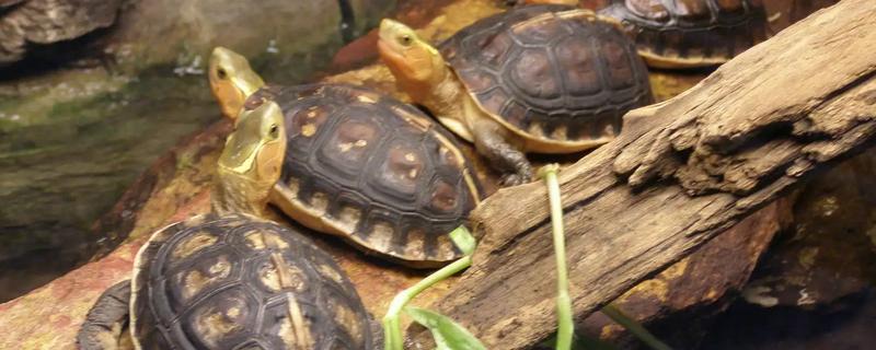 黄缘闭壳龟可以养吗，需要办理养殖许可证