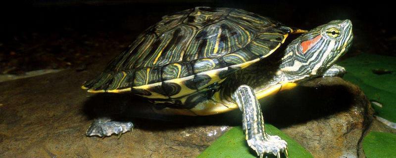 巴西龟多少度进入冬眠，温度15℃以下