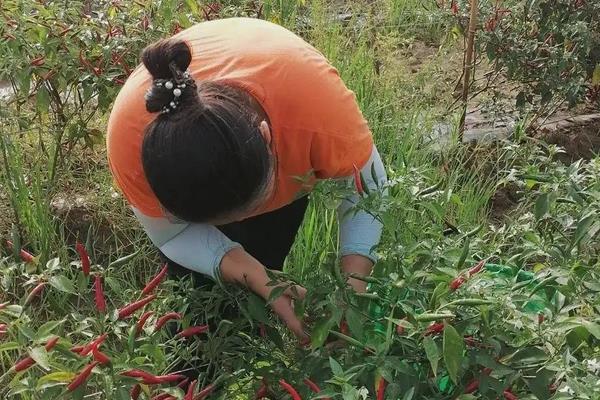 辣椒的施肥方法，应增施优质有机肥