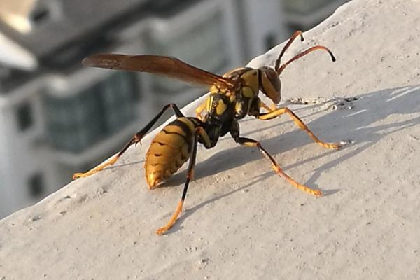 黄脚胡蜂是什么，它又叫墨胸胡蜂