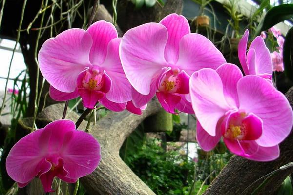 哪些兰花品种在春节前后开花，常见的有君子兰和蝴蝶兰