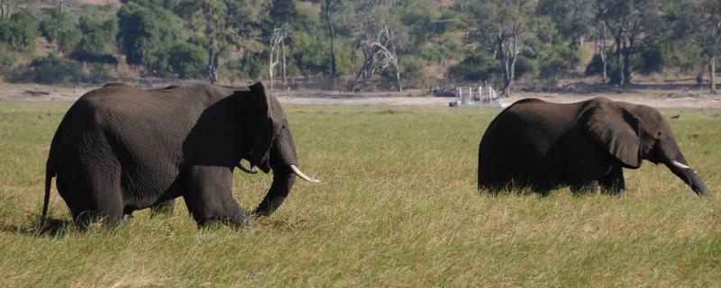 大象有哪些种类，是目前陆地上最大的哺乳动物