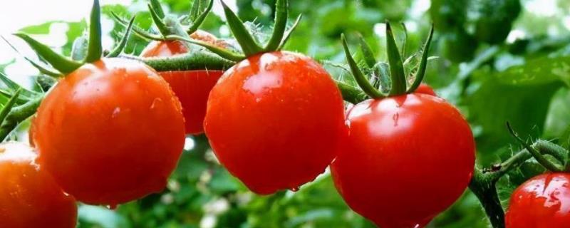 西红柿在苗期发生徒长怎么办，需控肥、控温、控水