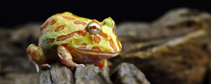 角蛙可以长多大，饲喂时候需注意会咬人