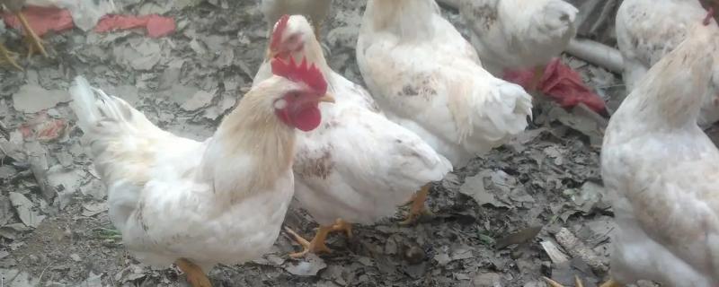 产蛋率高的母鸡品种，白壳蛋鸡每年可产280个左右