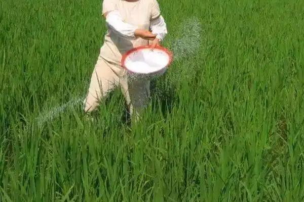 小麦施磷肥的方法，要科学配施氮钾锌肥