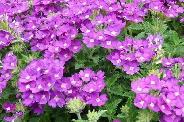 有哪些紫色花卉品种，桔梗、风信子、美女樱都很漂亮