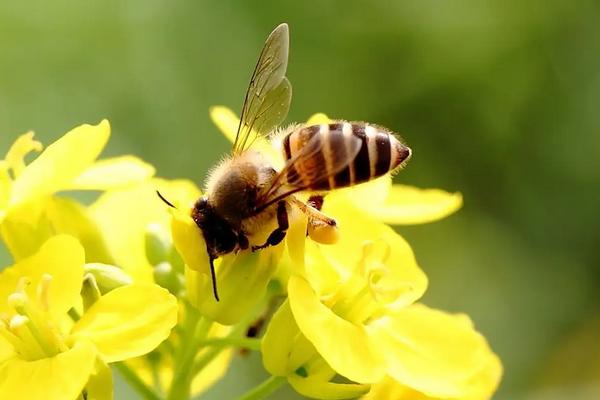 蜜蜂的物种分类，蜂种不同分工不同