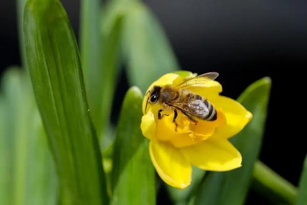蜜蜂的物种分类，蜂种不同分工不同