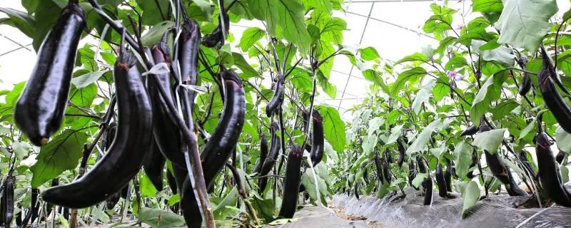 适合温室大棚种植的茄子品种，产量为王