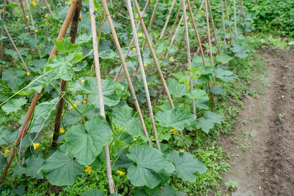 秋黄瓜的种植时间，8月初苗期可避开暑期高温