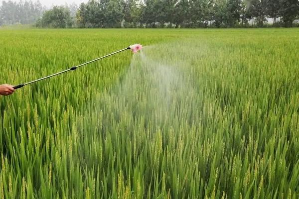 小麦施磷肥的方法，要科学配施氮钾锌肥