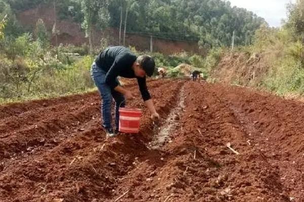 小麦施磷肥的方法，要科学配施氮钾锌肥