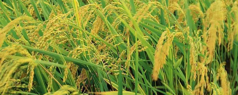 水稻亩产多少，选择合适的品种能大大提高产量