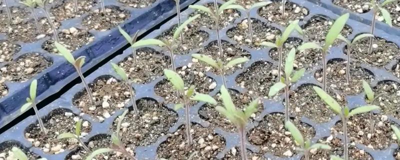 番茄育苗技术，直接影响品质及产量