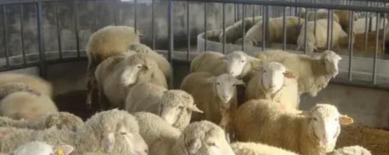 北方适合圈养哪个品种的羊，根据市场情况选择品种
