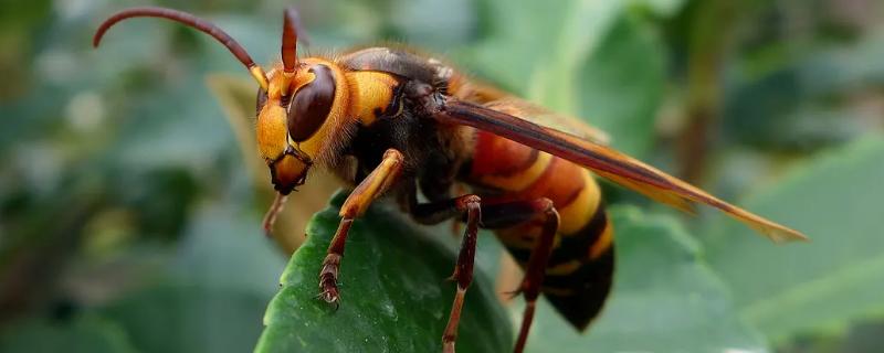 黄腰胡蜂简介，是典型的杂食性昆虫
