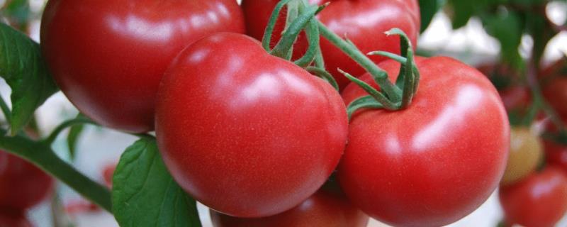 番茄整枝技术，密植栽培适宜使用单干整枝法