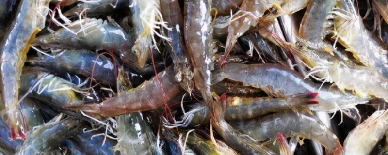 基围虾和罗氏虾有什么区别，都是最常见的海产