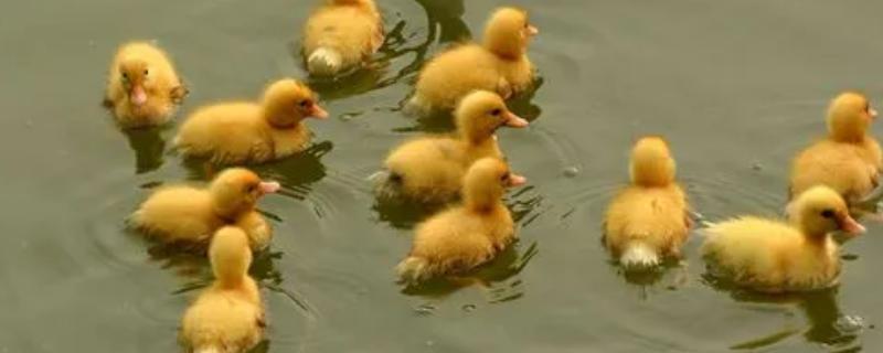 小鸭子出生多少天下水，出壳5天后选择水温适宜的浅水区