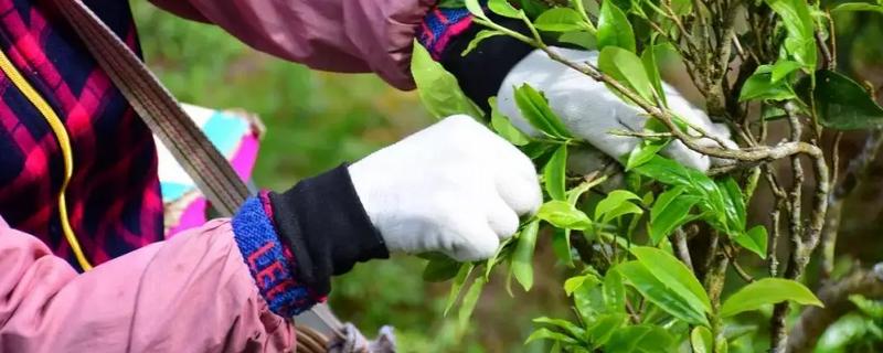 茶树采摘后的管理方法，追肥可修剪可为后期丰产打下基础