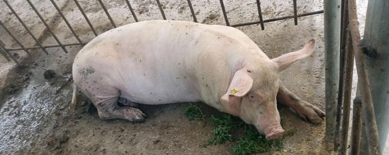猪低温不食是什么原因，大多是因为营养缺失和猪舍环境不佳