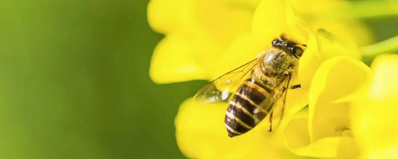 梦见蜜蜂的预兆，常象征着危险