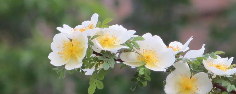 蔷薇花的种类，多数是世界著名的观赏植物