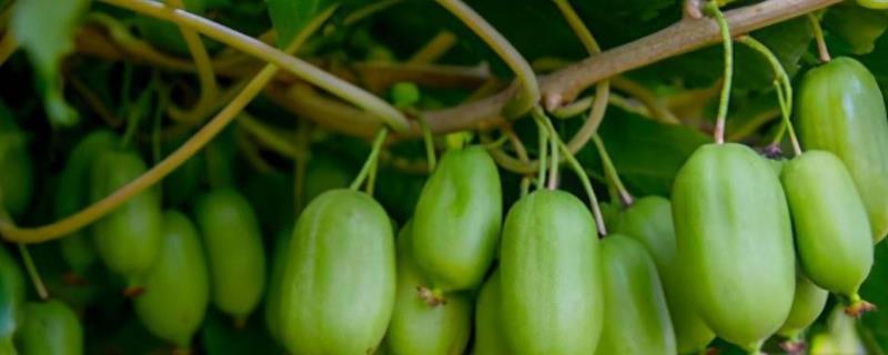 软枣猕猴桃甜度排名，最甜品种为魁绿