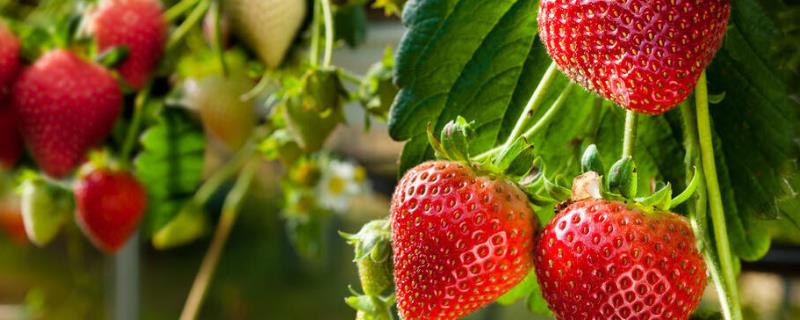 草莓如何控旺，浇水过多容易导致旺长