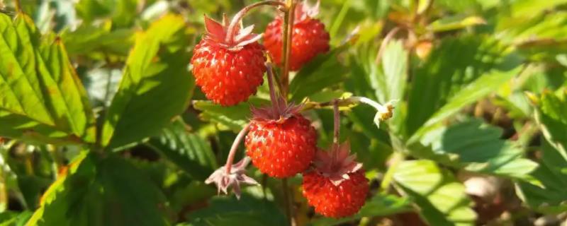 野草莓种植管理方法，每年中耕施肥2次
