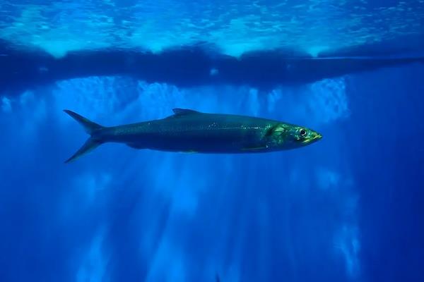 大海鲢是什么，是咸淡水重要养殖鱼类之一
