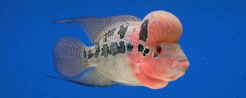 珍珠罗汉鱼可以长到多大，如环境适宜可达到30厘米