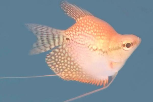 蓝灯珍珠燕子鱼容易养吗，群游品种不能单独饲养