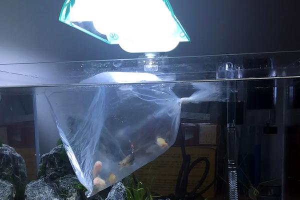 新鱼入缸的注意事项，消毒和过温很关键