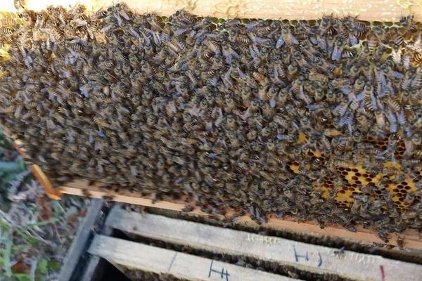 夏季快速繁中蜂的方法，要做好防暑降温工作