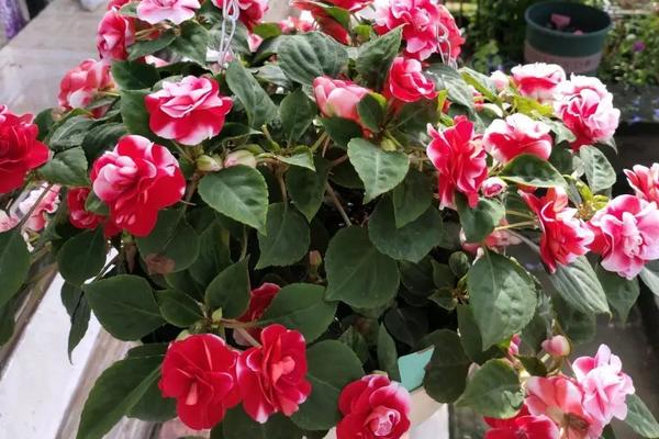水梅花怎么养，从光照温度水分施肥等方面着手