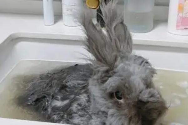 兔子身上的屎怎么清理，要使用专用清洗液