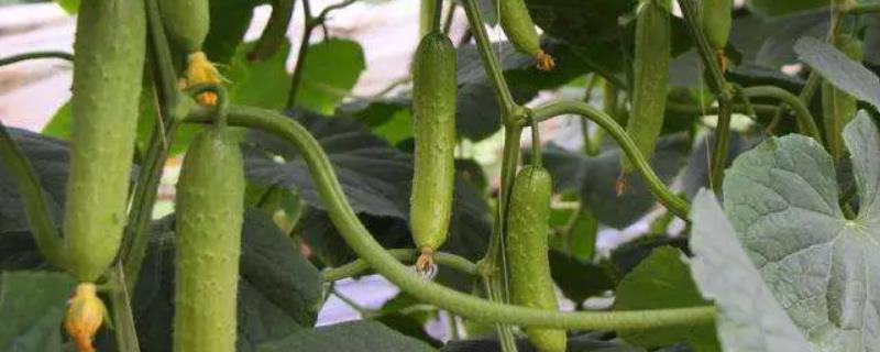 秋黄瓜的种植时间，8月初苗期可避开暑期高温
