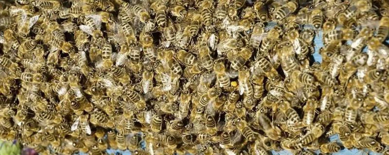 蜂后死了会怎样，蜂群自救能力强办法多