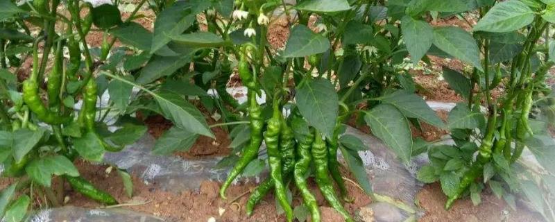 辣椒的施肥方法，应增施优质有机肥