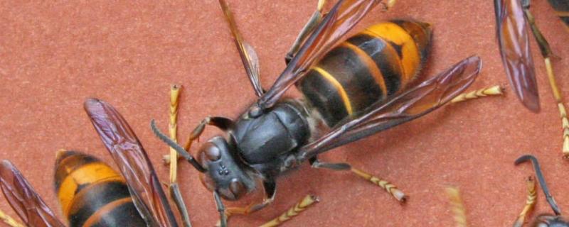 黄脚胡蜂是什么，它又叫墨胸胡蜂