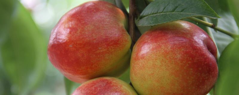 大棚油桃和露天油桃有什么区别，大棚油桃的虫害较少
