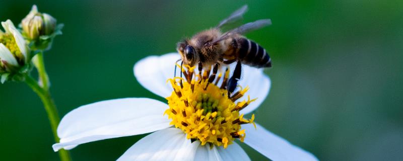 小蜜蜂和大蜜蜂有什么区别，体型是最大不同