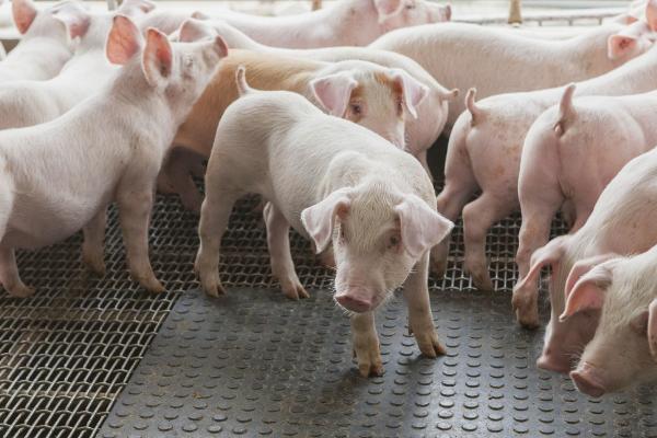 猪拉稀不吃食如何处理，患病的猪应及时进行隔离
